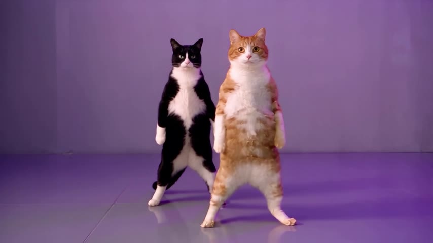 同一条真实双猫成片稍后的画面，两位舞者正在完成对应动作